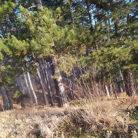 Modesty Zlatar Nova Varoš